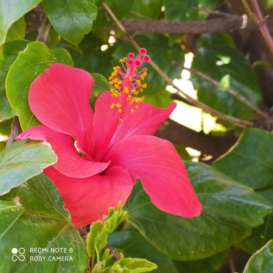Вілла Hibiscus Rosso Донналуката Екстер'єр фото